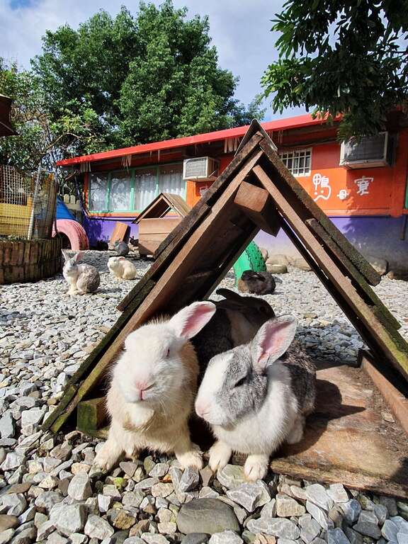 05在廣興農場,孩子們可以與兔子、小羊等可愛動物近距離接觸,體驗餵食的樂趣。_圖片取自廣興農場