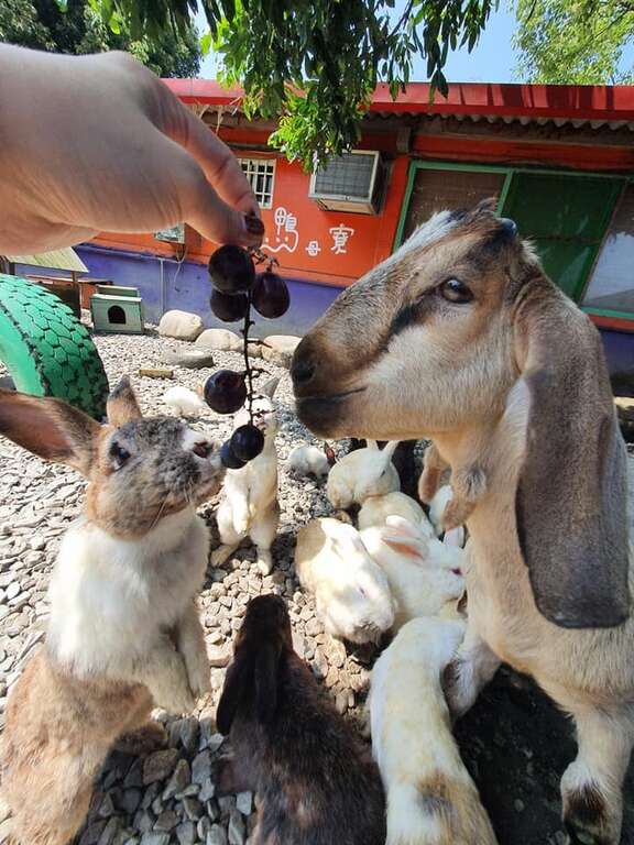 06在廣興農場,孩子們可以與兔子、小羊等可愛動物近距離接觸,體驗餵食的樂趣。_圖片取自廣興農場