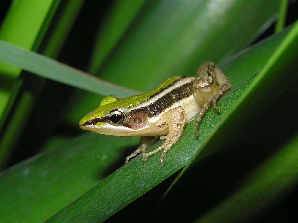 03每年初夏，阿里磅生態農場會舉辦賞蛙賞螢活動。