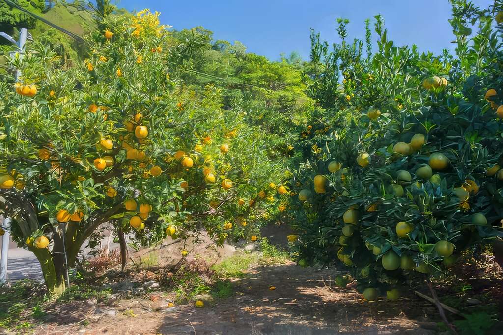 柑橘園