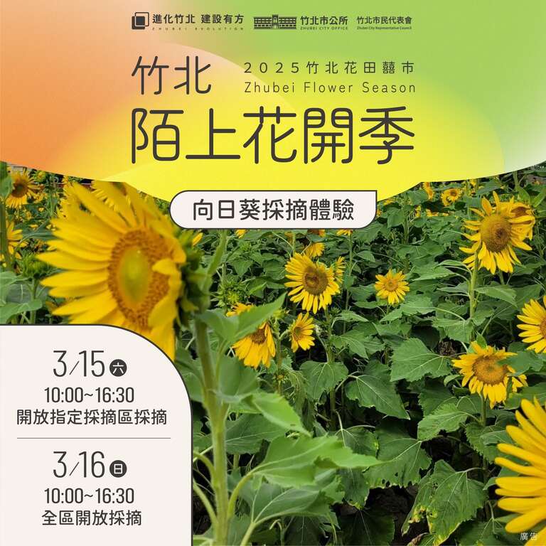 2025竹北陌上花開季-向日葵採摘體驗_圖片取自竹北市公所