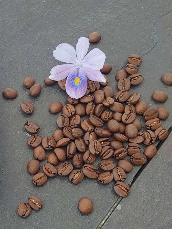 自產咖啡_業者提供