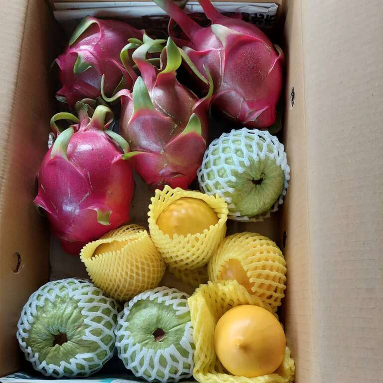 沙漠的紅寶石紅龍果_業者提供