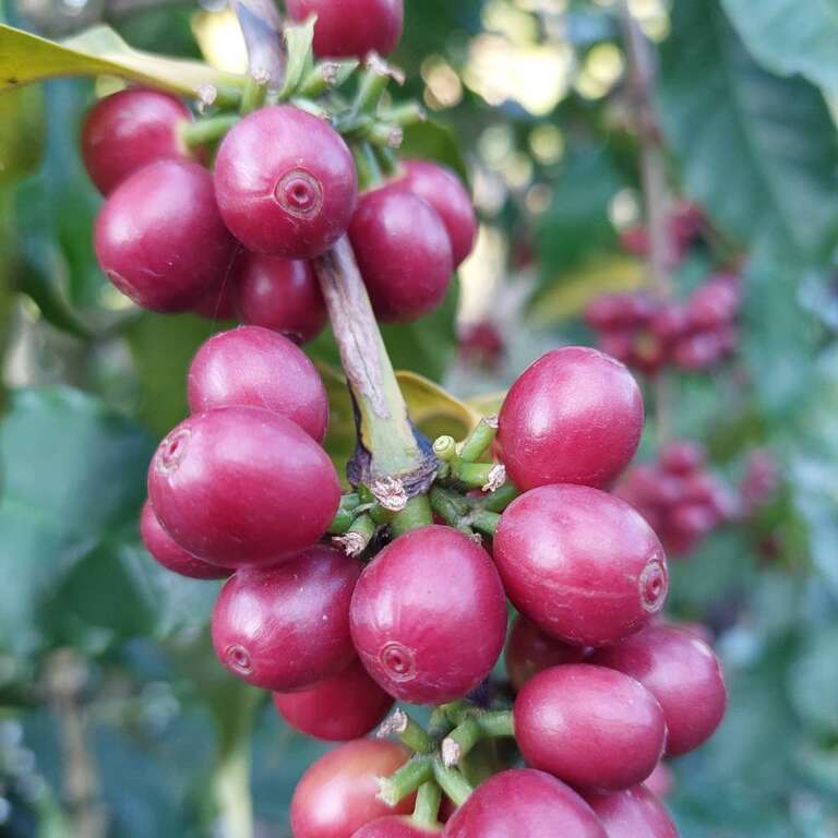 好農丘栽培咖啡樹_業者提供