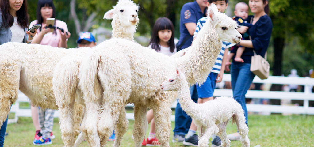 04與草泥馬和可愛動物們親密互動，帶來無限歡樂~_圖片取自農遊超市