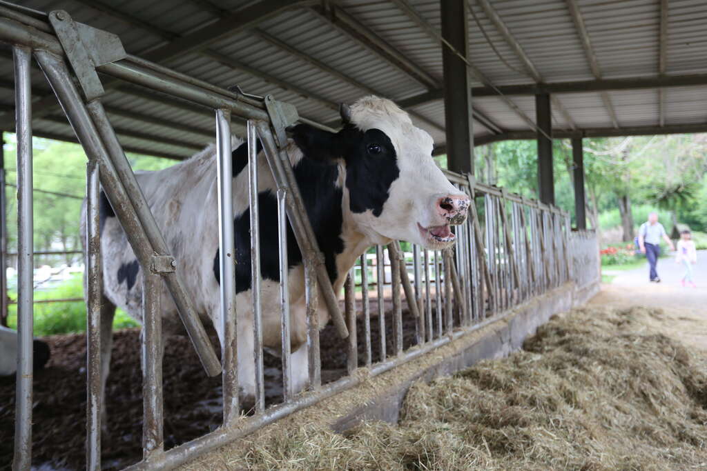 06悠閒的乳牛在瑞穗牧場。