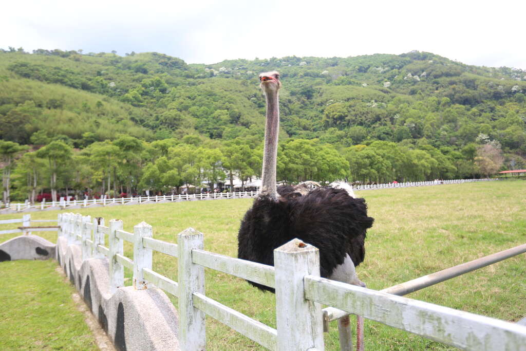 07可愛的鴕鳥在牧場內悠閒遊走，是親子遊的熱門亮點。