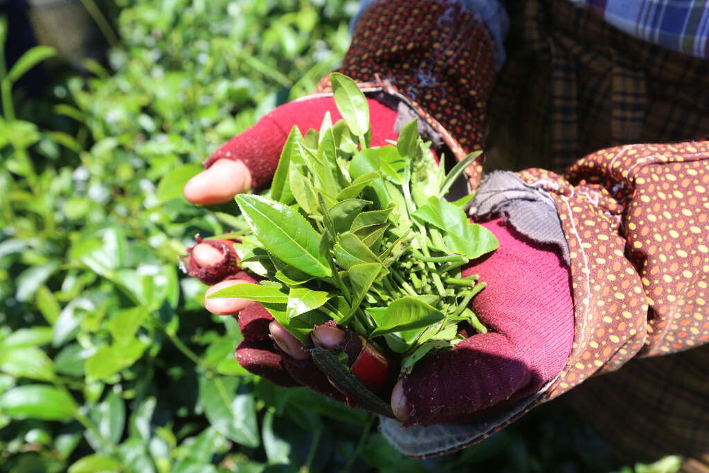 08舞鶴蜜香紅茶是東部赫赫有名的伴手禮。