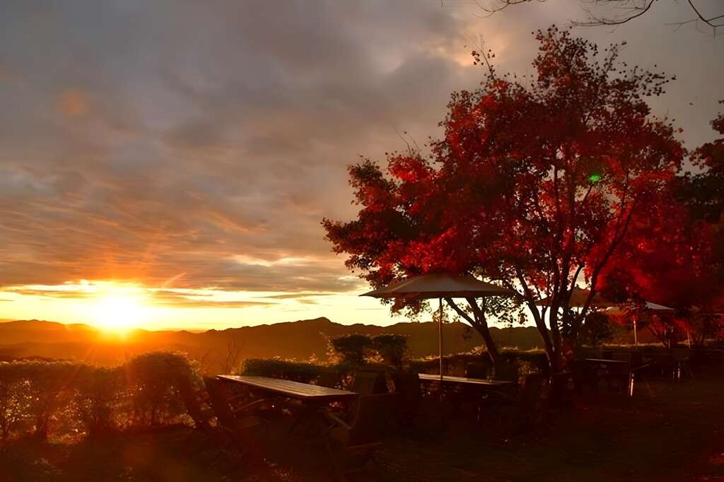 夕陽餘暉與楓葉樹