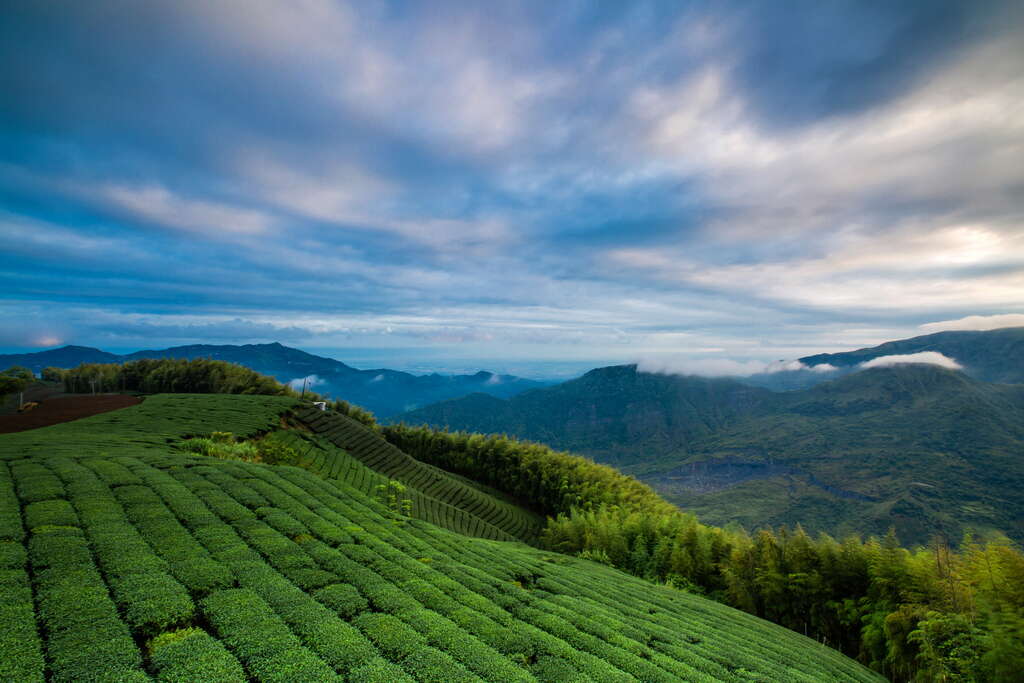 1314觀景台茶園風景(圖片來源：千享國際)