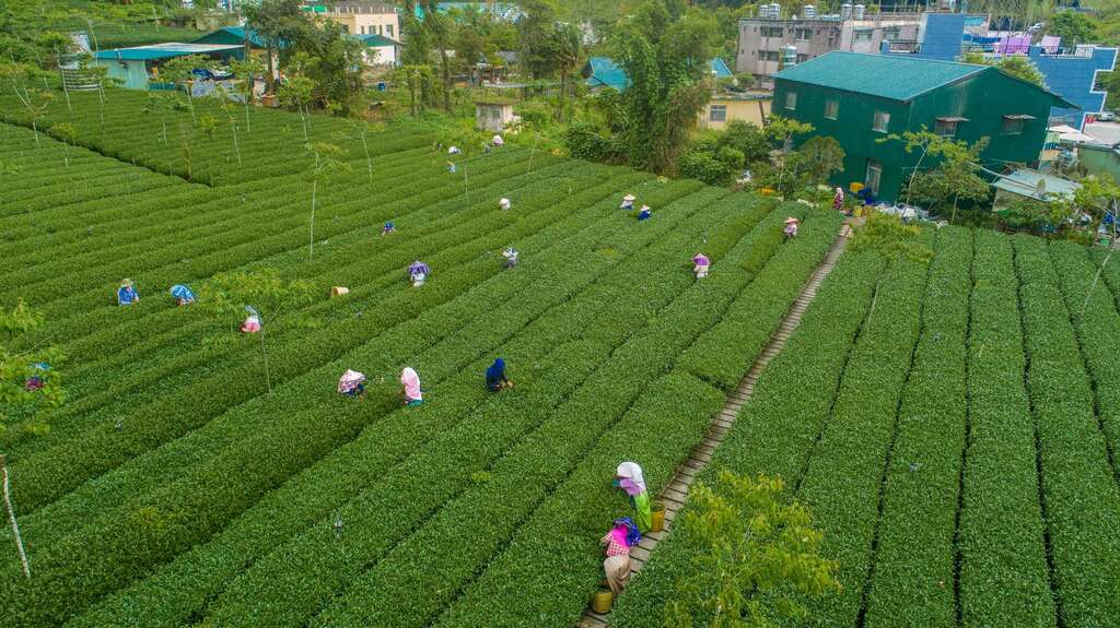 高谷茶園(圖片來源：千享國際)