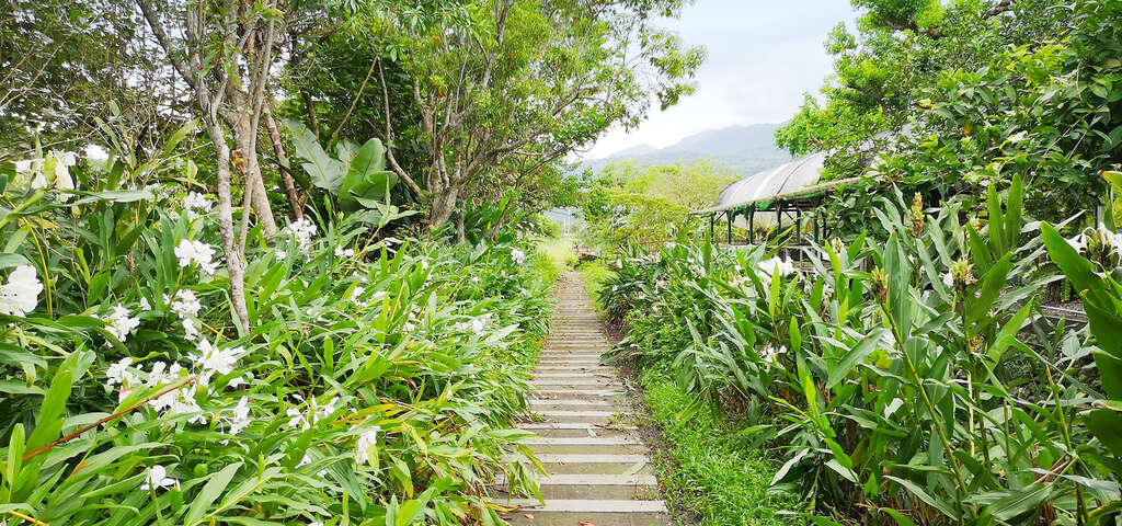 04沿著野薑花步道漫遊,享受芬芳與清新的空氣。_圖片取自農遊超市