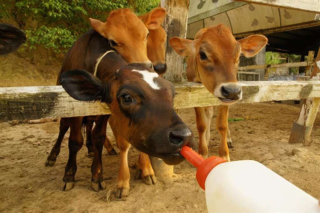 13大山休閒農場