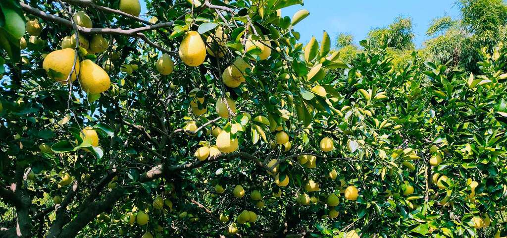 07湖東休閒農業區柚園_圖片取自農遊超市