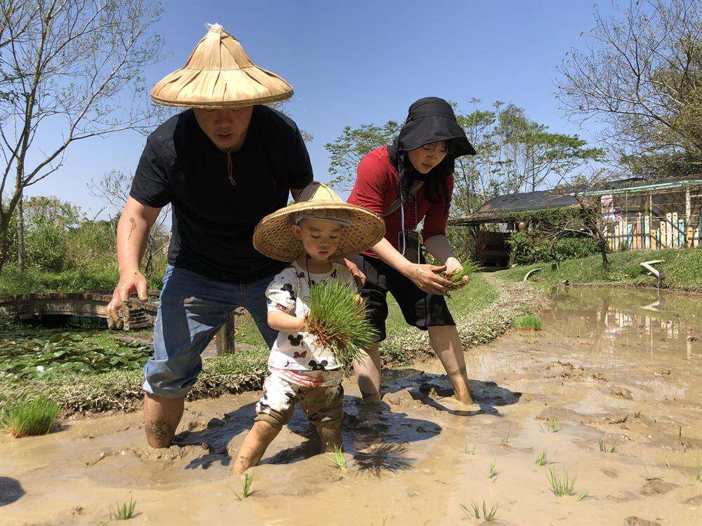 親子一同體驗插秧。