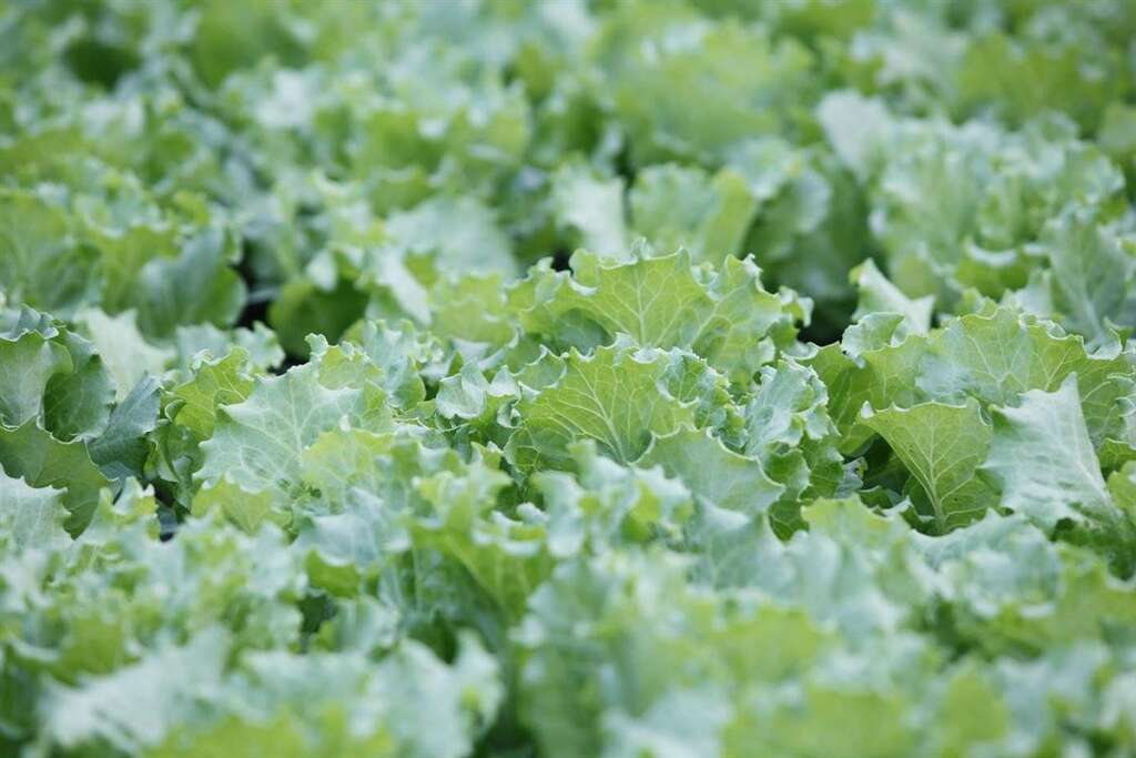 鐘大哥經營著五吉農場,栽種許多蔬菜瓜果。