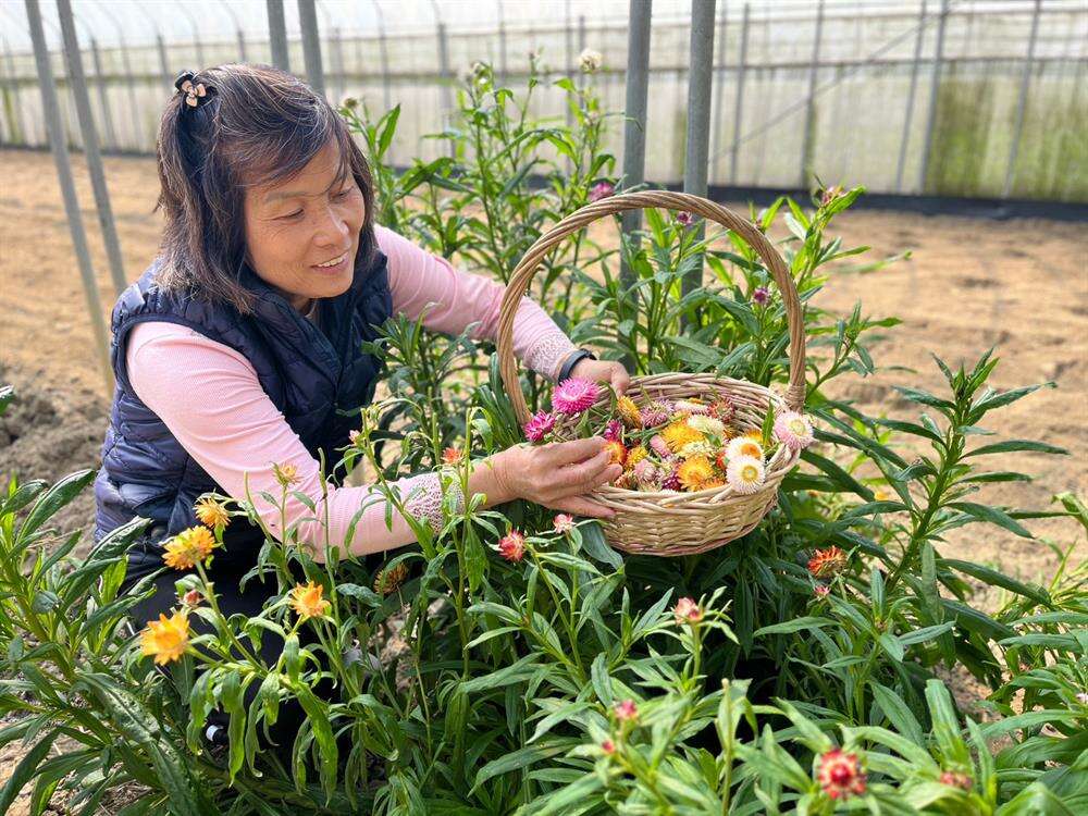 春天時間,田中還會開滿麥桿菊,為綠油油的田園中點上繽紛的色彩。