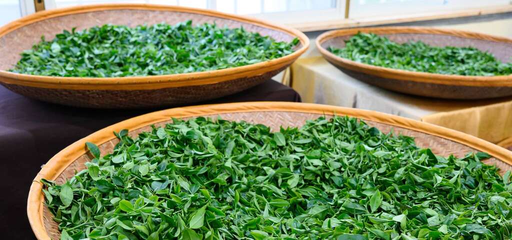 羽泰製茶廠(圖片來源：農遊超市)