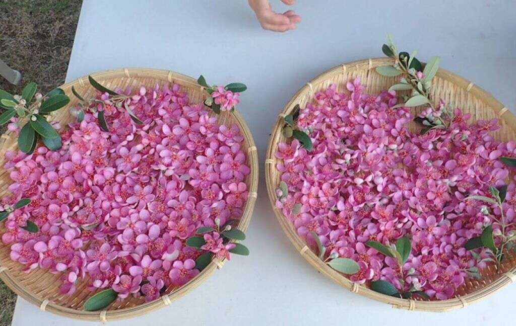 桃粉色的桃金孃