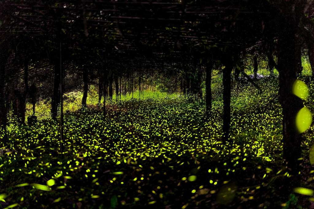 那瑪夏螢火蟲(圖片來源：千享國際)