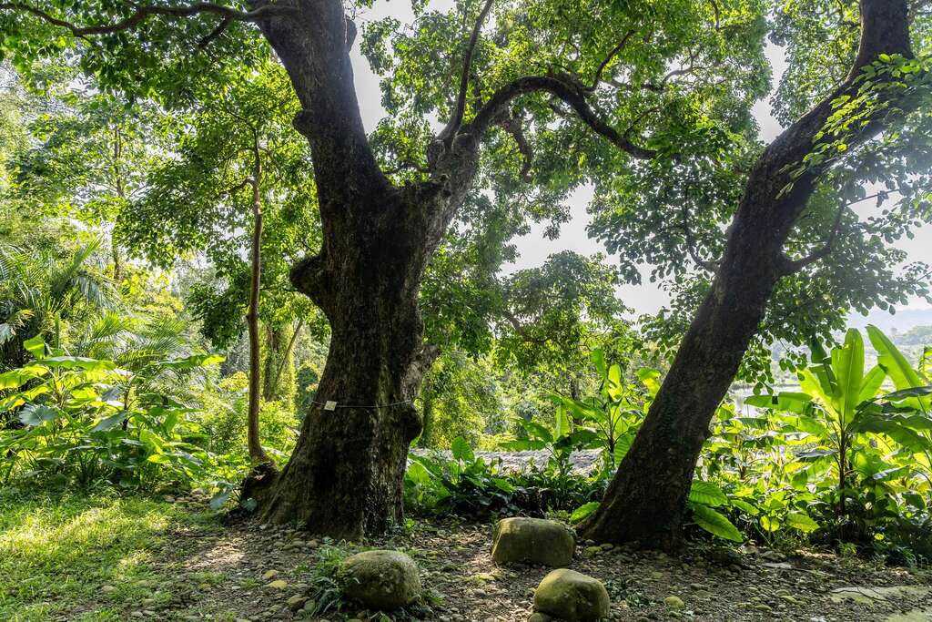 茄苳樹(圖片來源：千享國際)