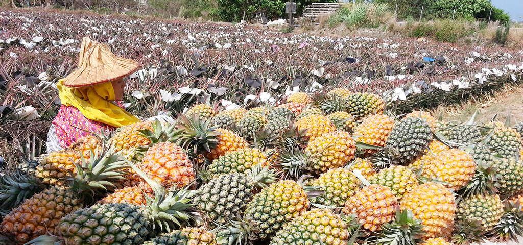 滿滿的黃金果實，農民的辛勞換來甜美多汁的鳳梨豐收！_圖片取自農遊超市