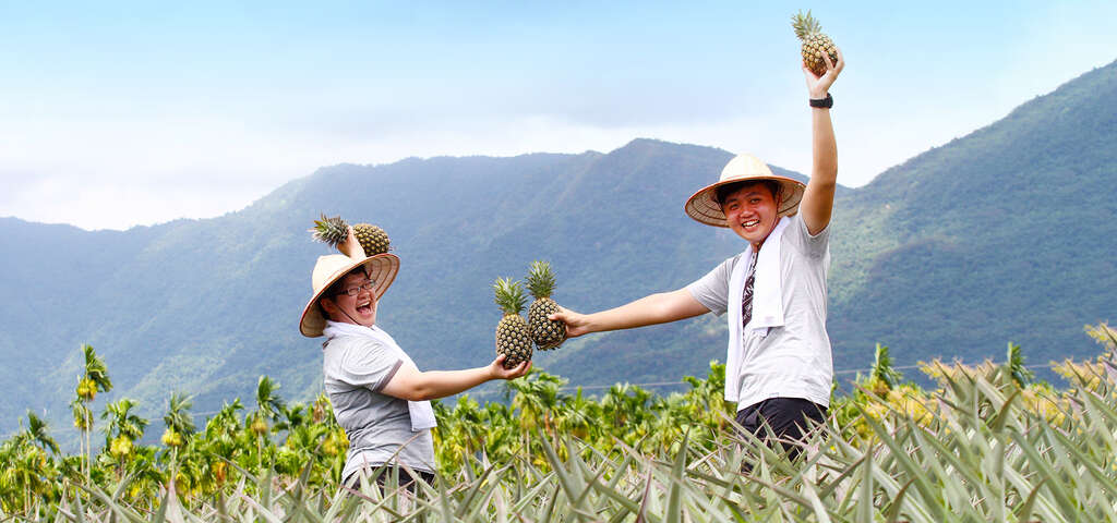 走進鴻旗鳳梨田，親手採果，感受農村的豐收喜悅！_圖片取自農遊超市