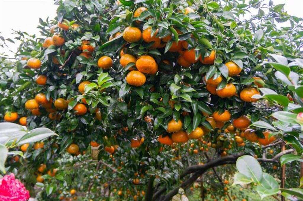 老大份休閒農場的柑橘樹