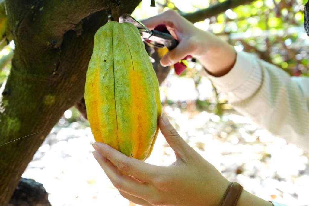 可可豆形似木瓜