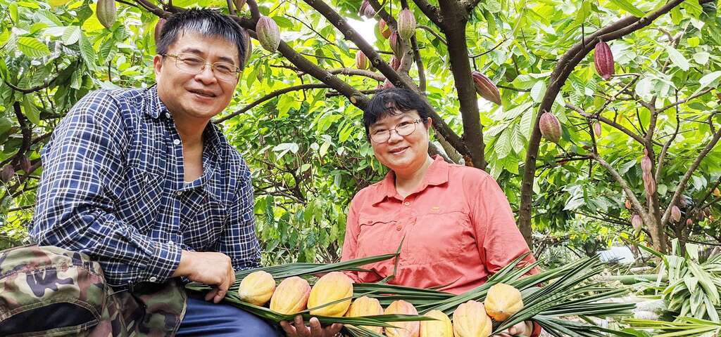 可可園的有機栽種