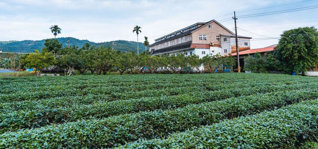 芳岳茶園(圖片來源：農遊超市)