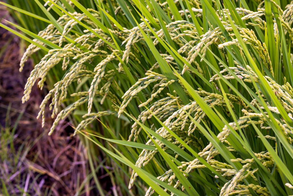 04金黃稻穗飽滿豐收，陽光灑落，閃耀豐收喜悅。_公司素材