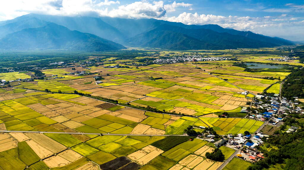 19縱谷稻田金黃遍野，豐收之景令人陶醉。_公司素材