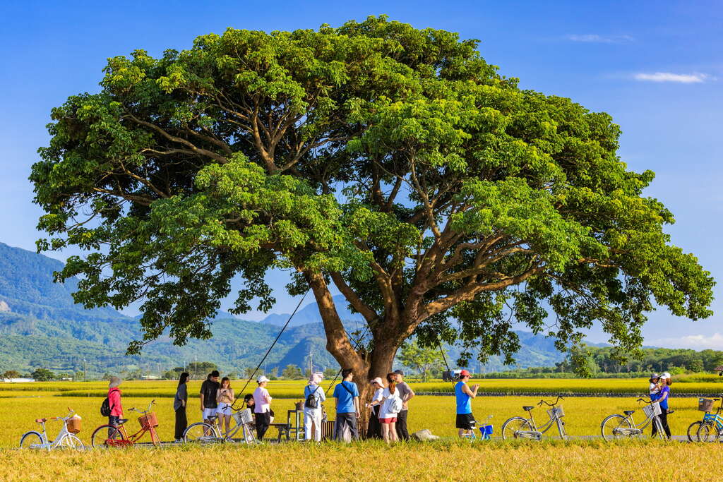 15金城武樹，旅人歇息的經典拍照地標。_公司素材