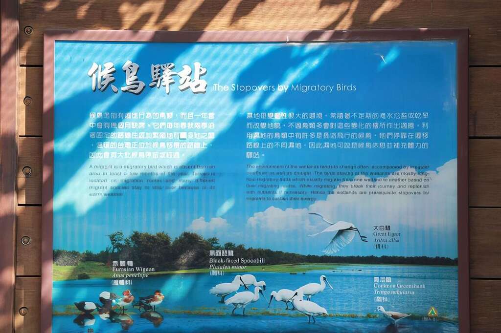 20鰲鼓濕地為候鳥驛站