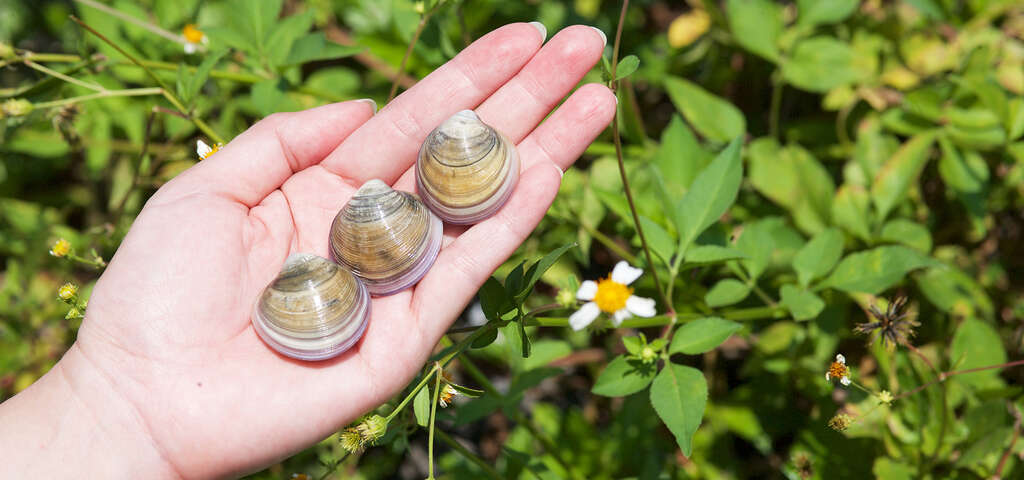 23向禾休閒漁場摸文蛤_圖片取自農遊超市