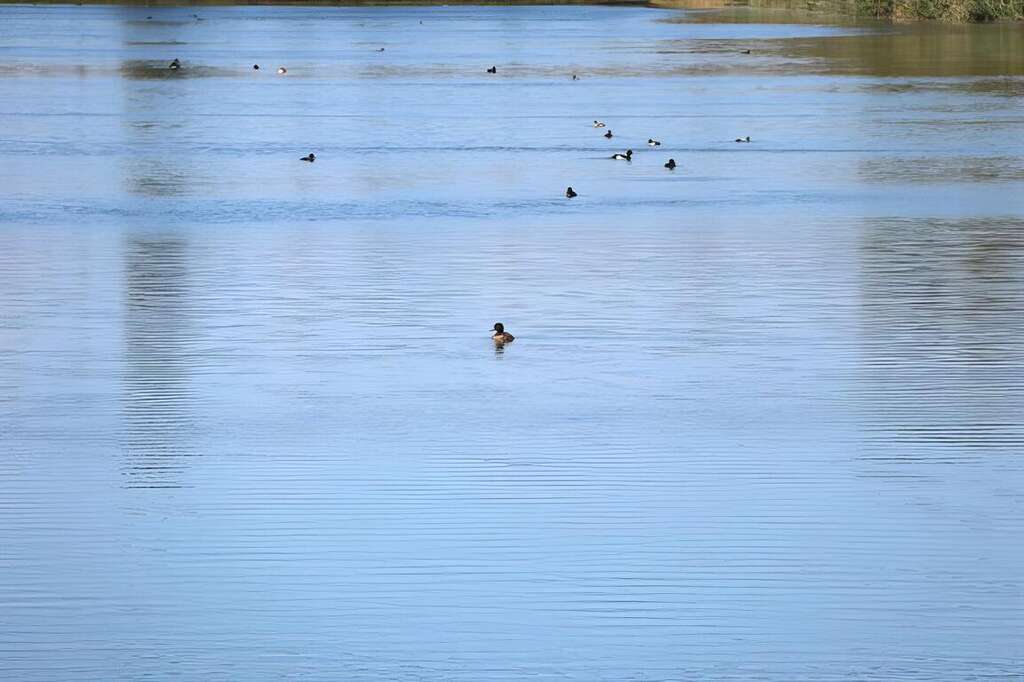 08曾為甘蔗林的宜梧滯洪池，如今已變為生態天堂。