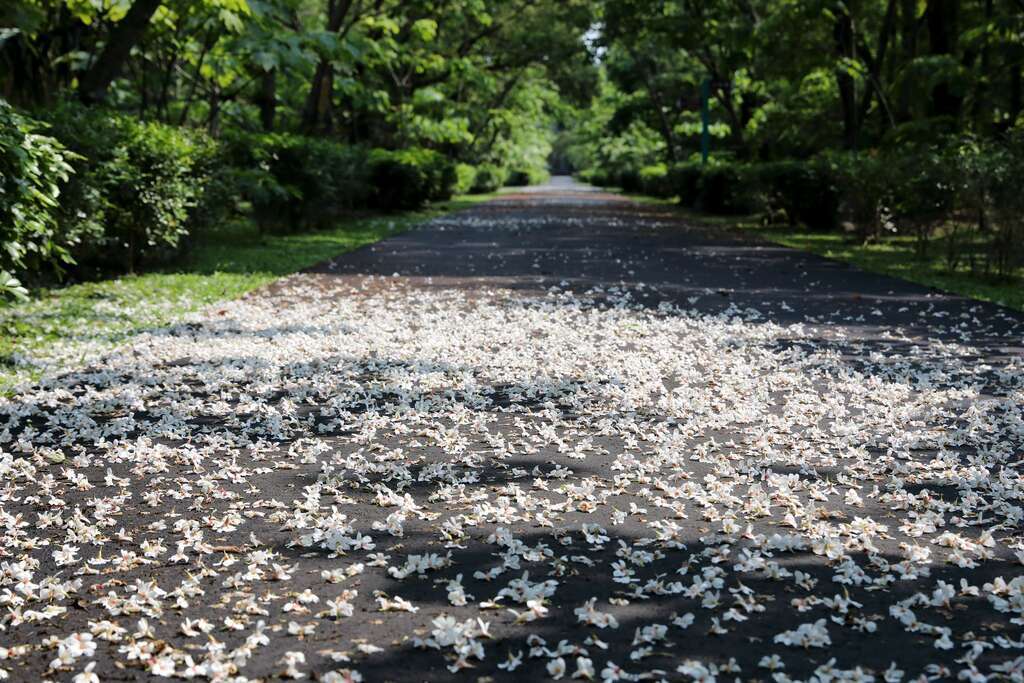 吉安桐花祭_圖片取自吉安鄉公所