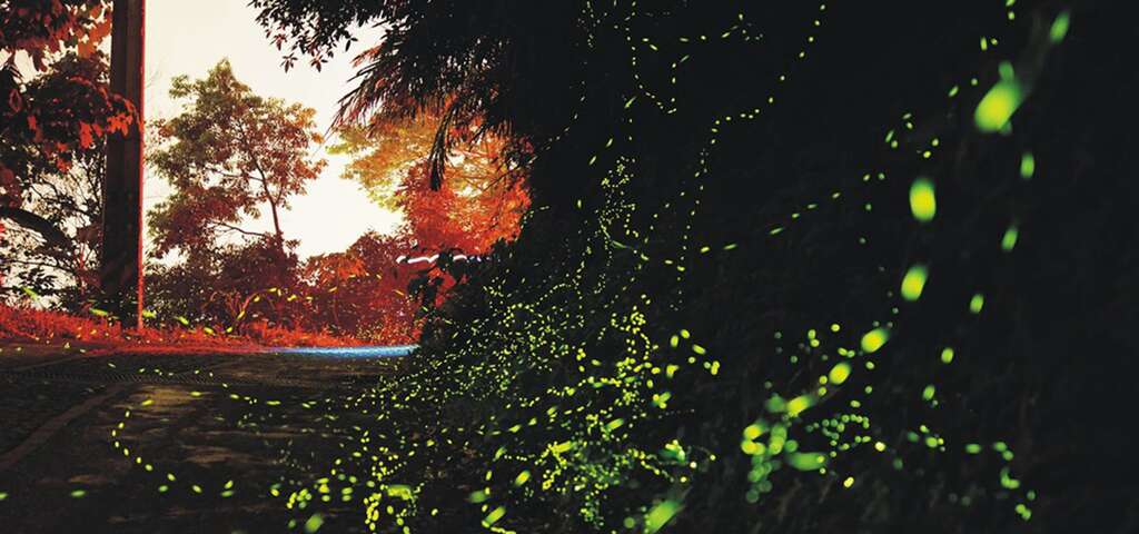 卓也小屋賞螢_圖片取自農遊超市