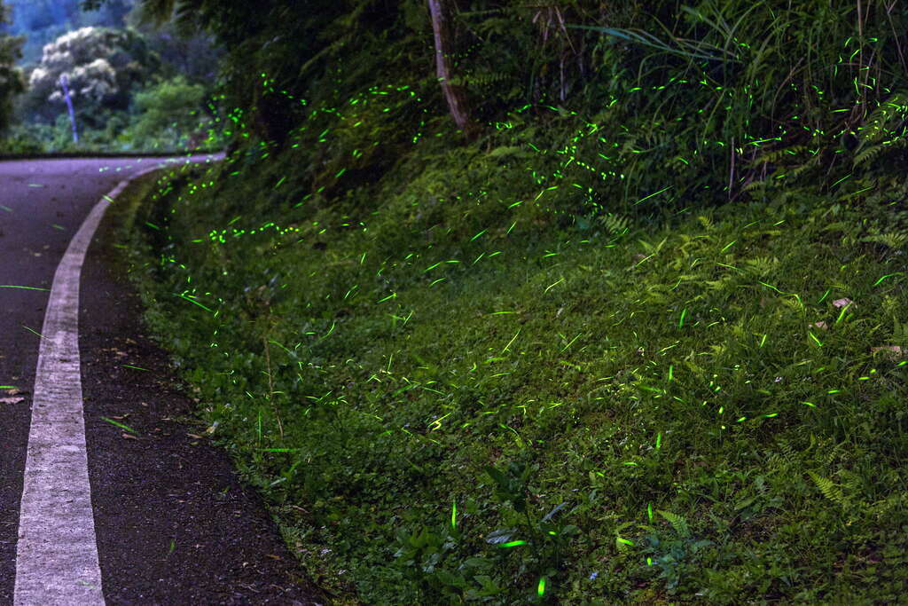 螢火蟲__圖片取自花東縱谷國家風景區管理處