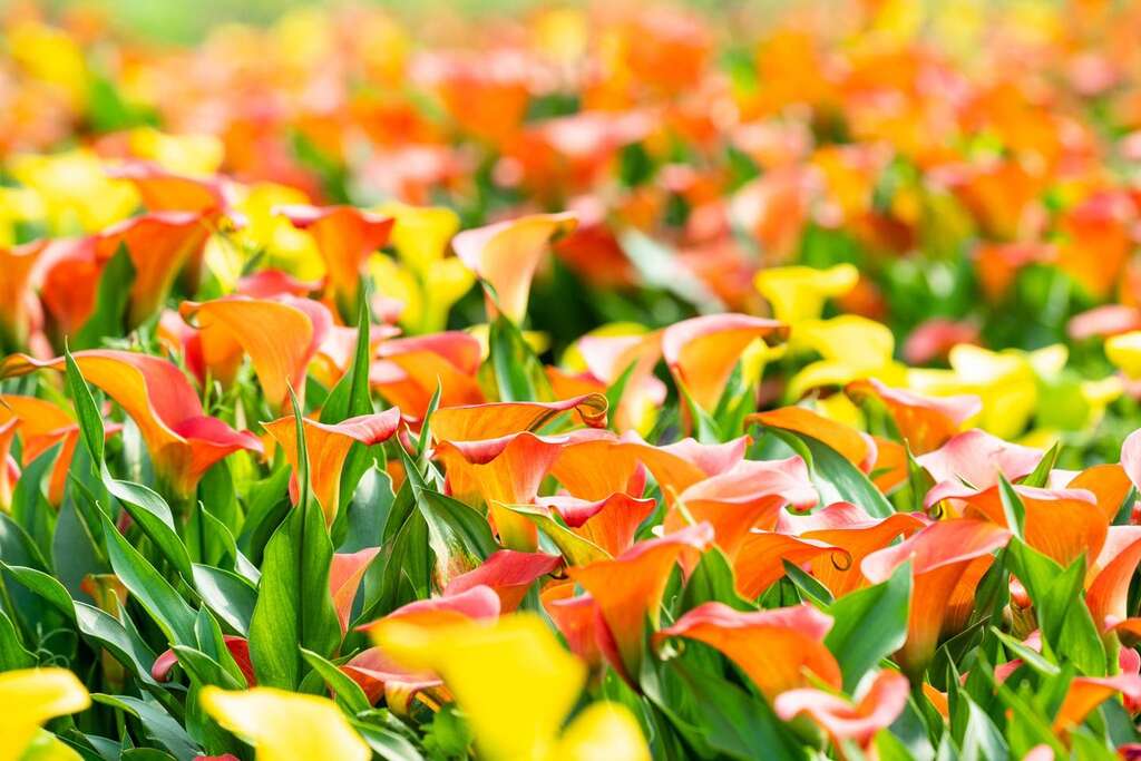 海芋_圖片取自桃園彩色海芋季