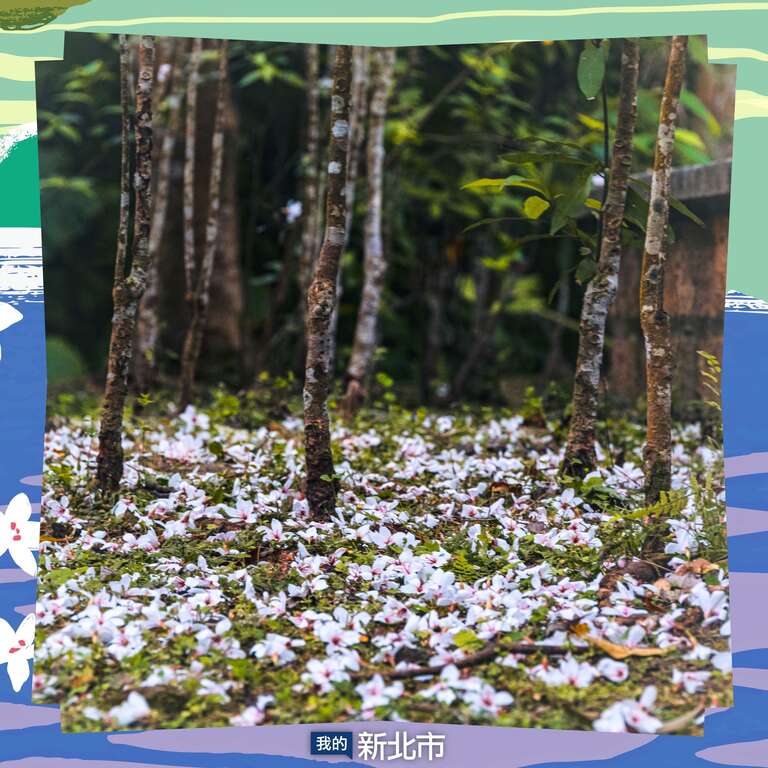 桐花_圖片取自我的新北市FB