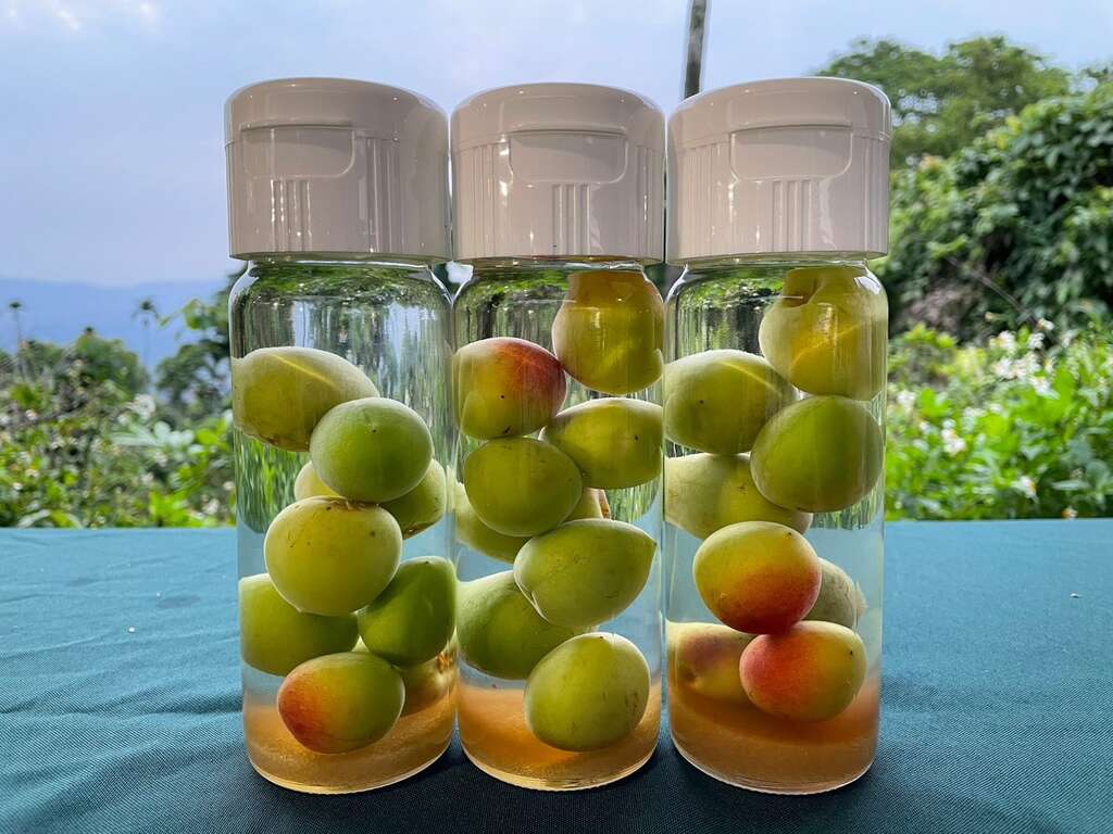 梅酒DIY_圖片取自臺南市政府客家事務委員會FB