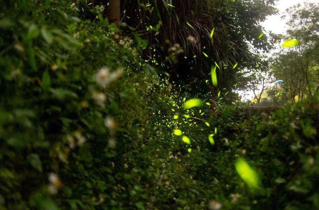 雲林縣華山休閒農業區_圖片取自雲林縣華山休閒農業區FB