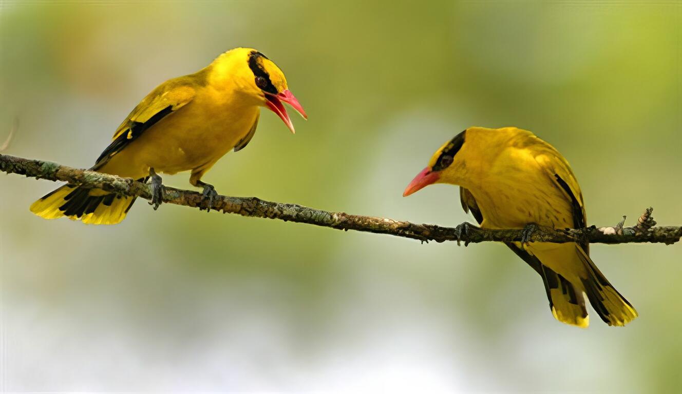 貴客造訪的聖地