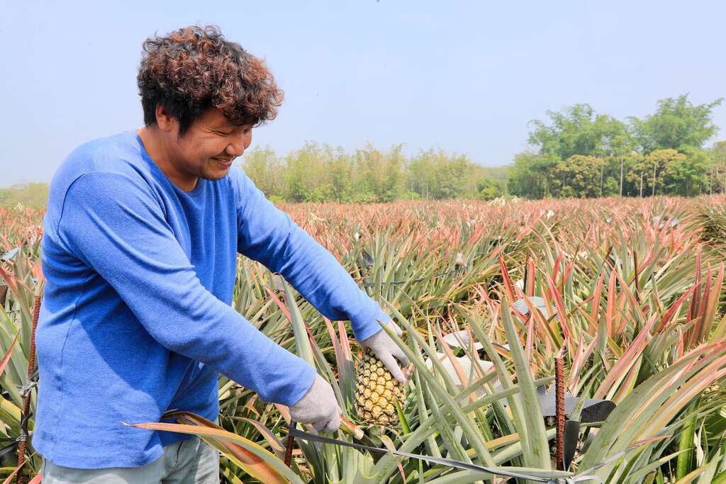 001雲林古坑貝克翰農場主人阿翰與他的鳳梨田002