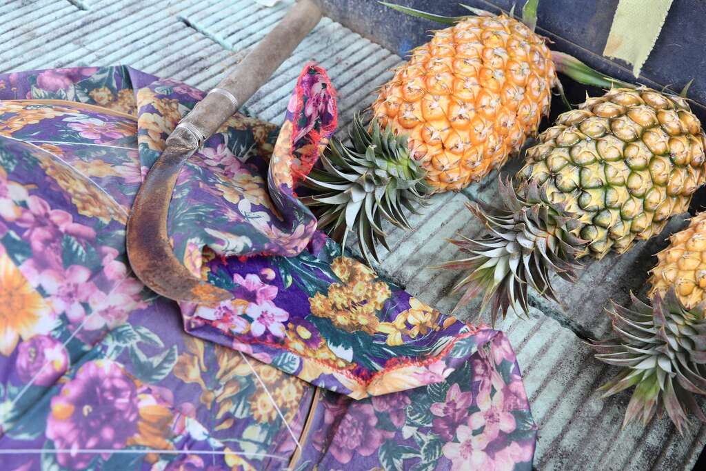 007鳳梨挑選技巧4:顏色是判別鳳梨甜與酸的依據之一,通常外觀愈黃愈熟愈甜,但並非絕對。