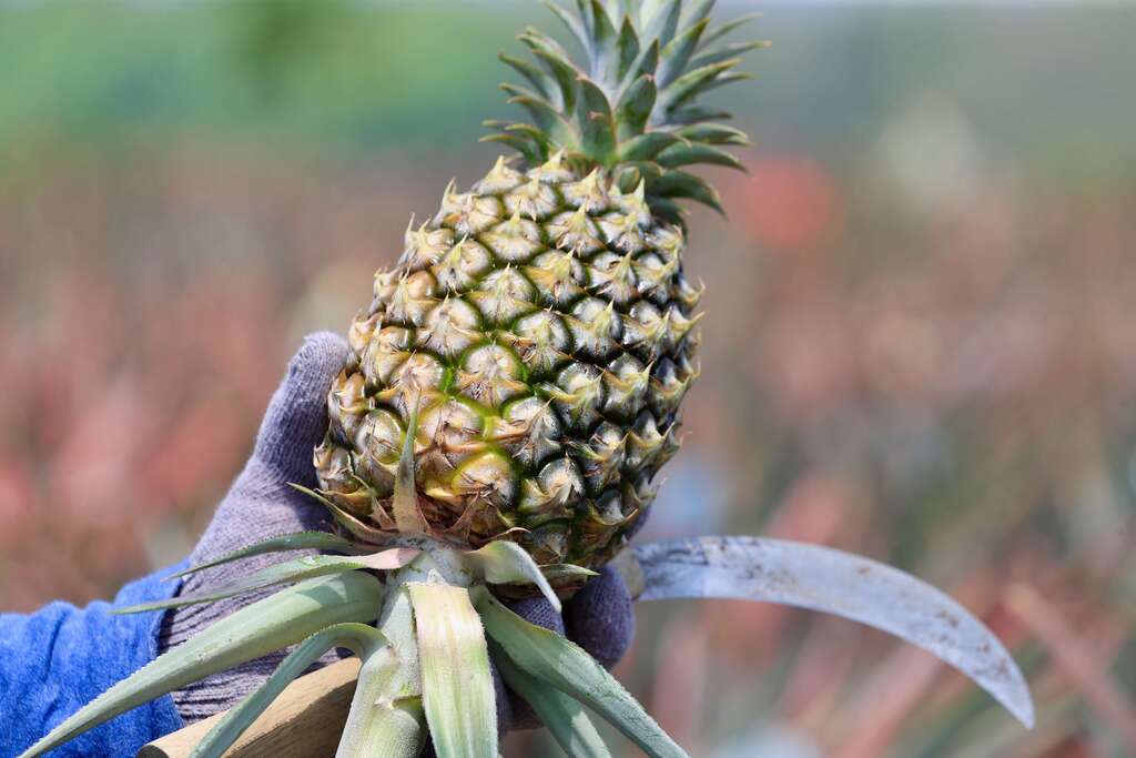 003鳳梨挑選技巧1：春季鳳梨採果，選這種底部稍微轉黃的最鮮甜，夏天要選綠的，以避免快速轉黃過熟。