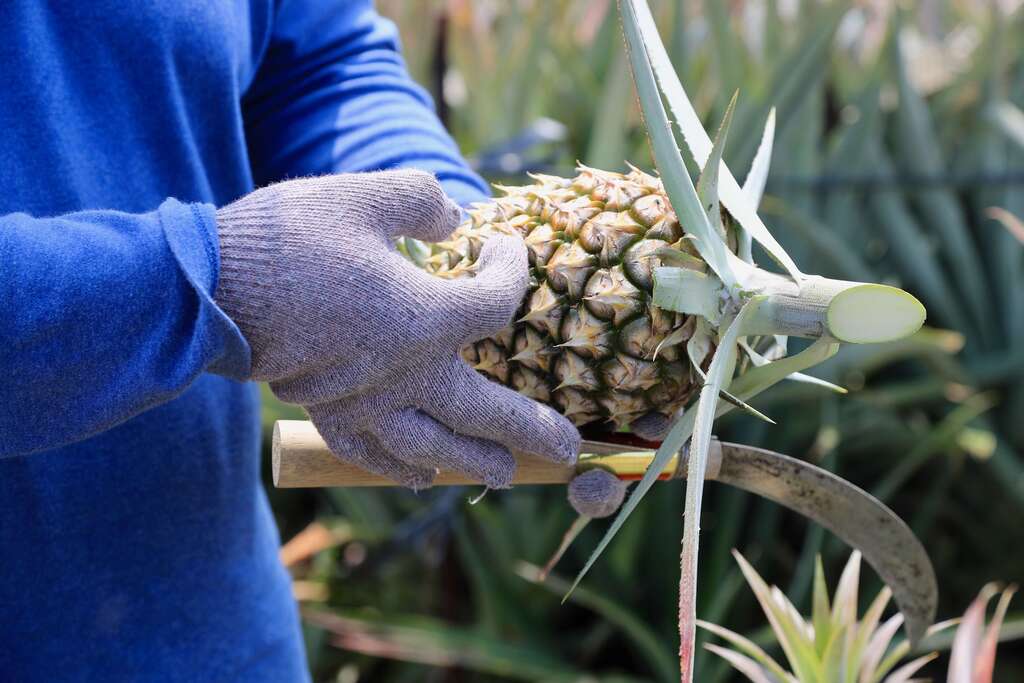 004鳳梨挑選技巧2:用手指彈或拍拍看,如果聲音像拍打自己手臂聲就是「肉聲果」,代表裡頭水份多,容易酸。選聲音拍起來似鼓的「鼓聲果」會較甜。