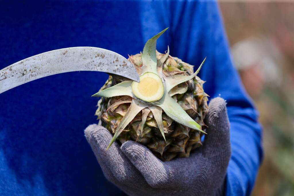 005鳳梨挑選技巧3:在田中把鳳梨植株切下,如果切割處偏黃,代表較成熟較香甜,如果偏白代表成熟度不足會偏酸。